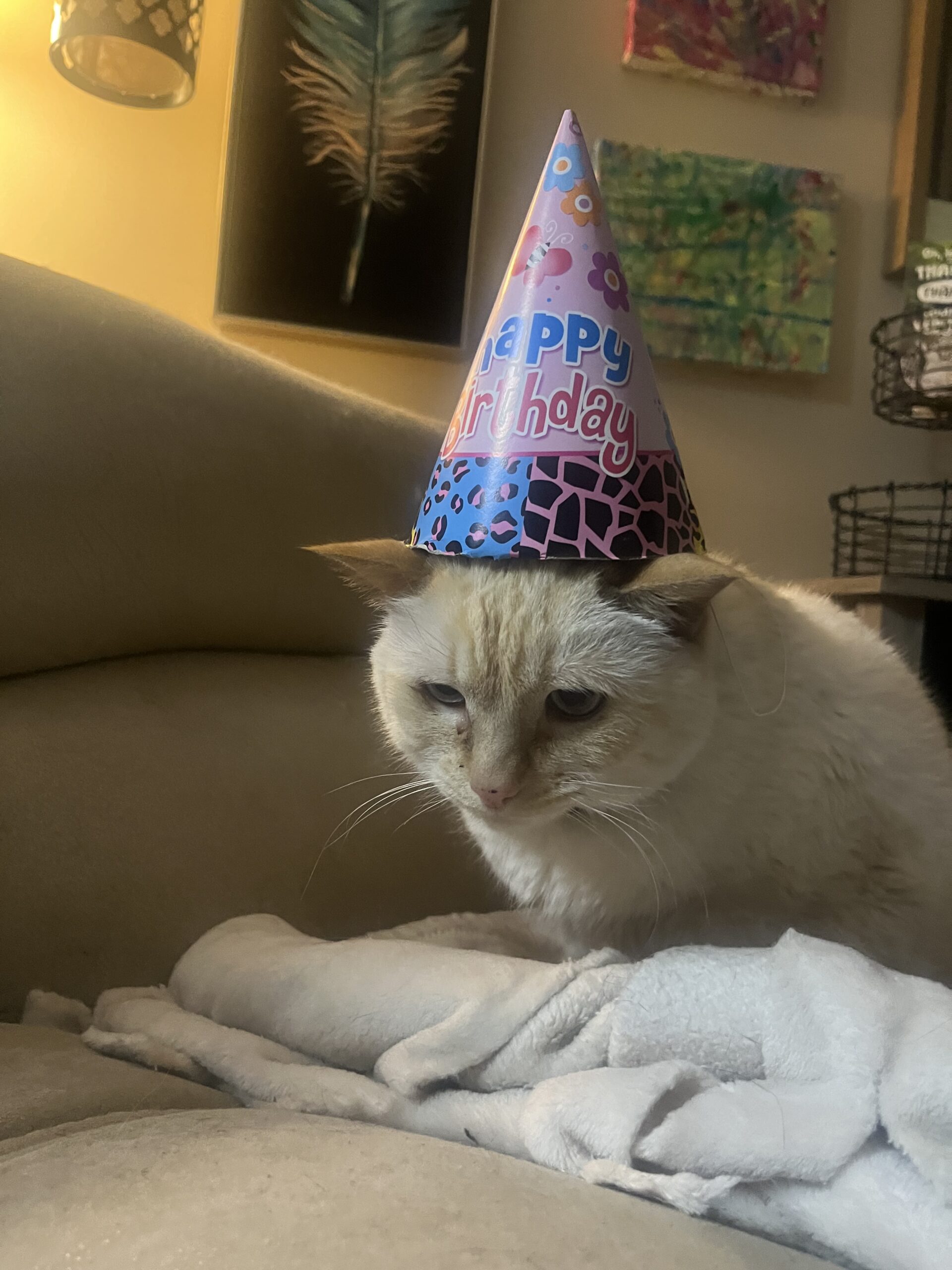 A cat that looks sad even though it's a birthday boy